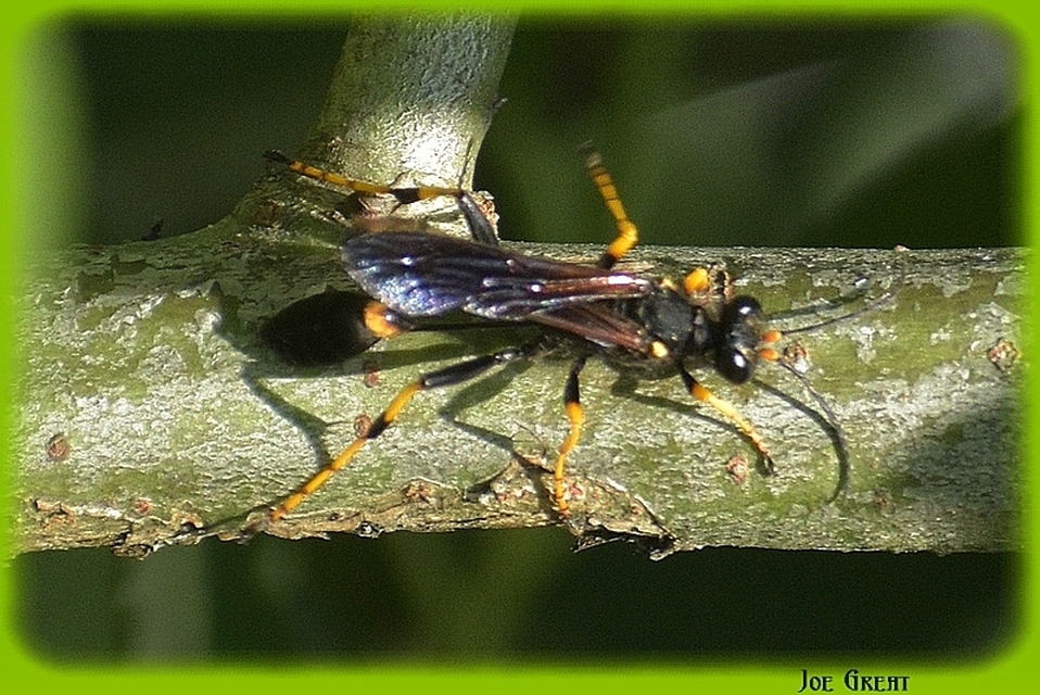 Sceliphron caementarium - feketenyelű lopódarázs