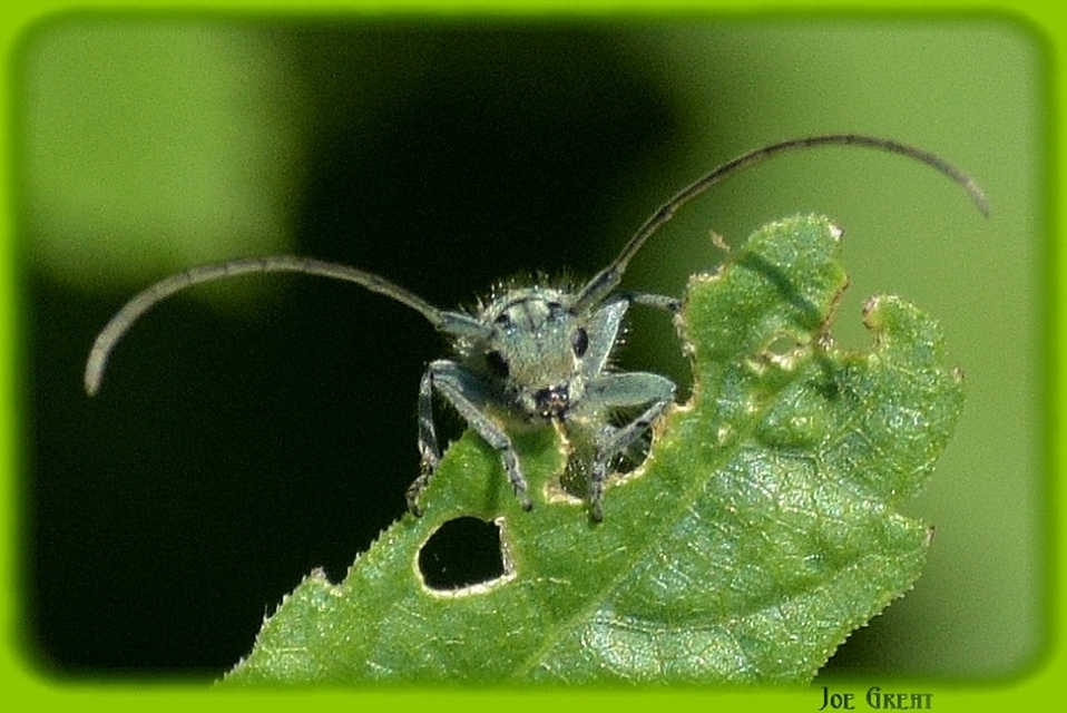 Phytoecia coerulescens - kígyósziszcincér