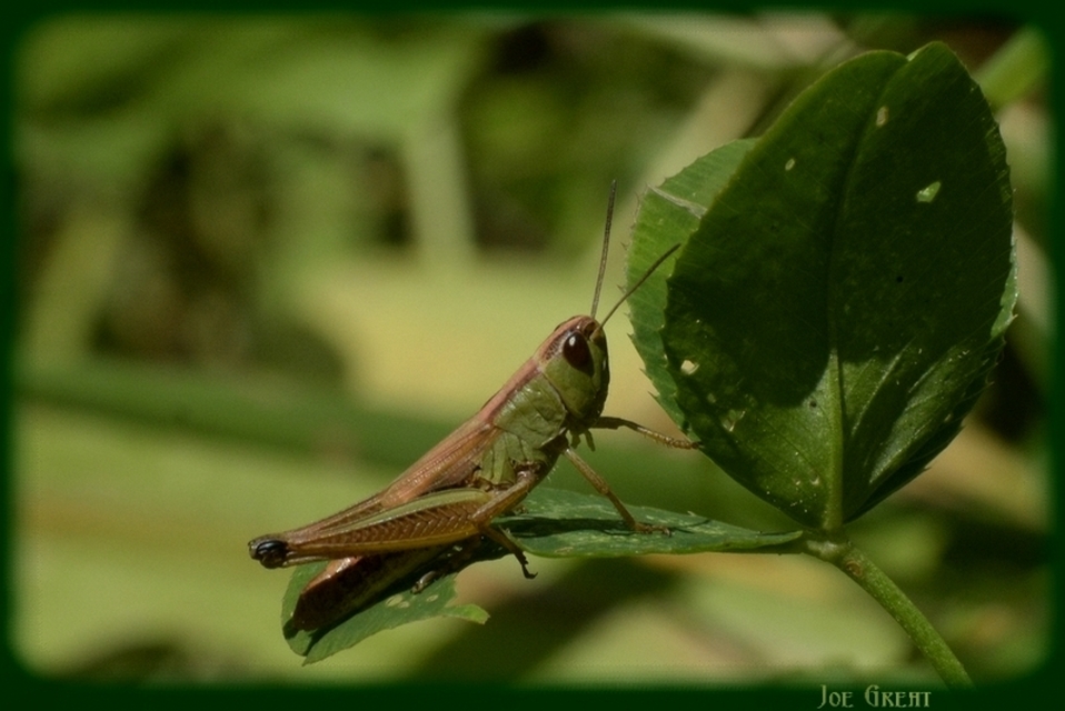 Pseudochorthippus parallelus - közönséges rétisáska