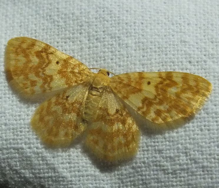 Hydrelia flammeolaria - narancssárga araszoló