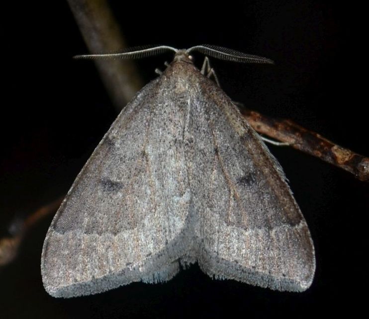 Theria rupicapraria - tavaszi kökényaraszoló