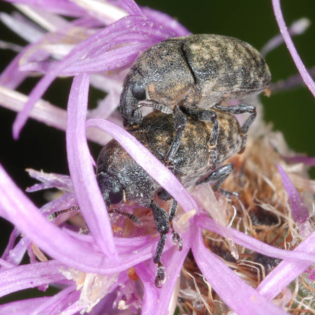 Larinus obtusus - imola-púderbarkó