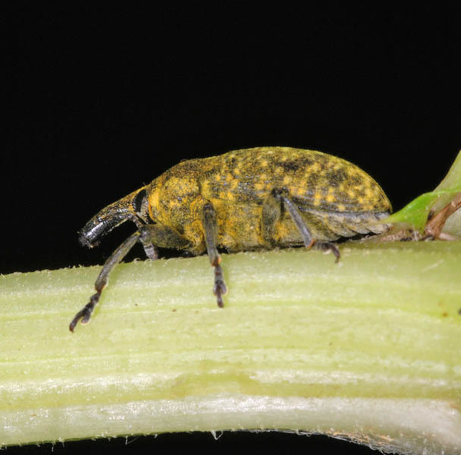 Larinus