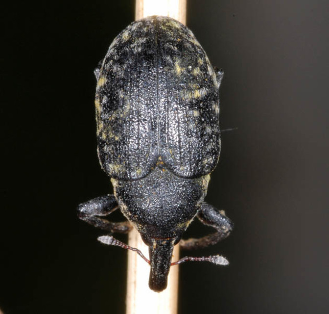 Larinus turbinatus - kúposorrú púderbarkó