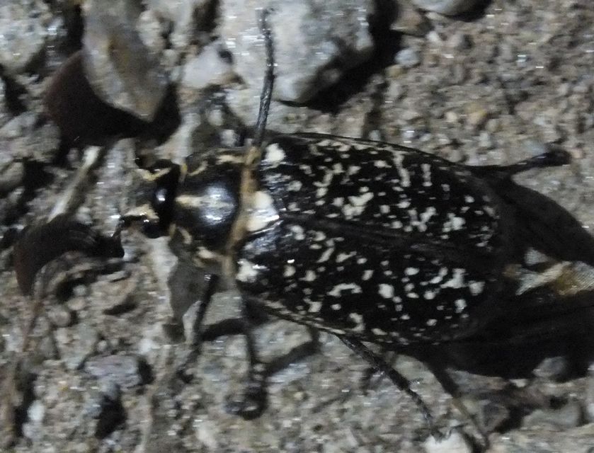 Polyphylla fullo - csapó cserebogár