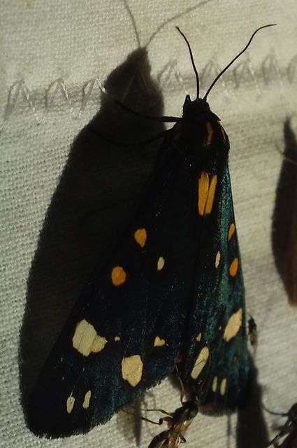 Callimorpha dominula - fémes medvelepke