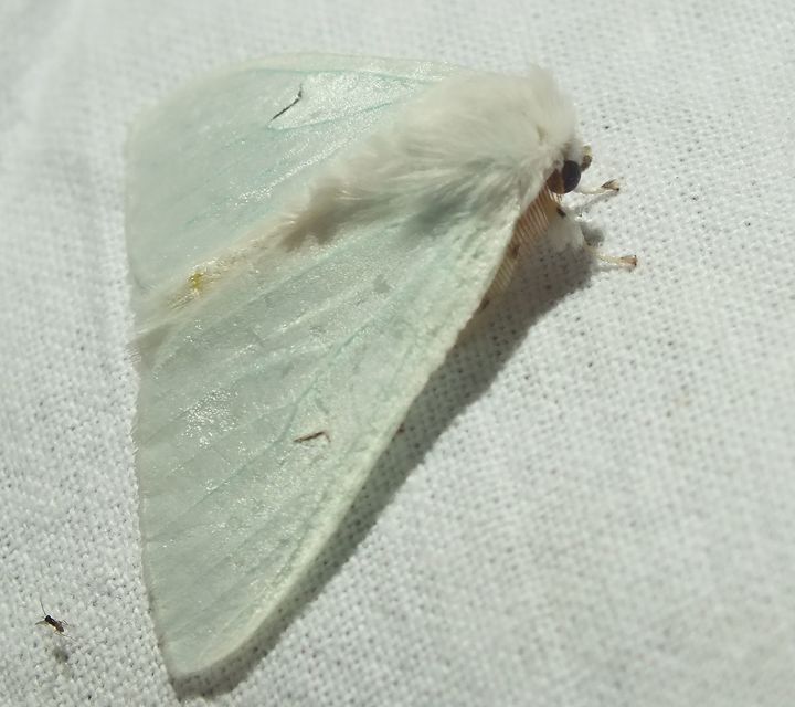 Arctornis l-nigrum - L-betűs gyapjaslepke