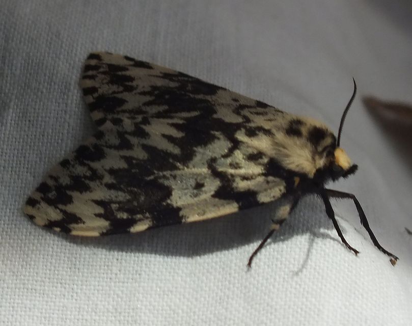 Lymantria monacha - apácalepke