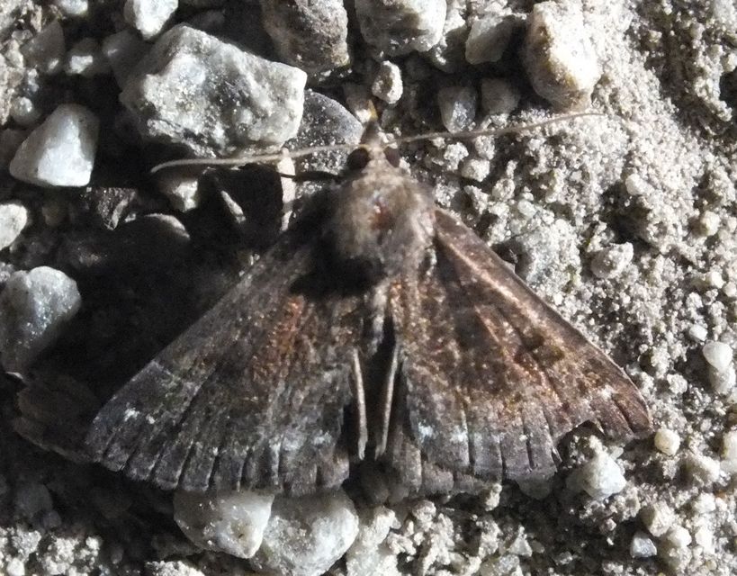 Hypena crassalis - fehérszegélyű karcsúbagoly