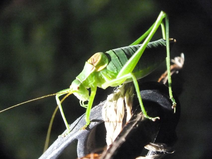 Isophya camptoxypha - kárpáti tarsza