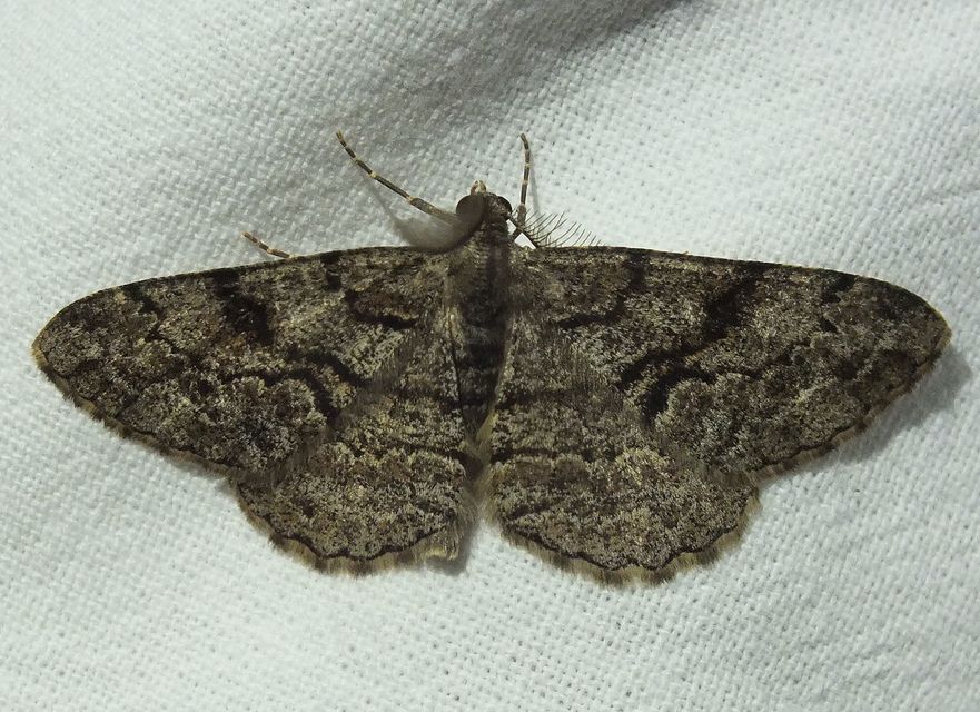 Peribatodes secundaria - fenyő-faaraszoló