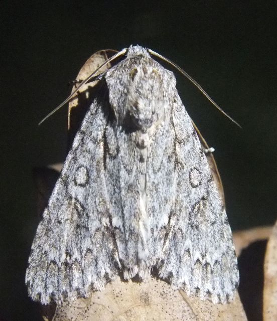 Acronicta aceris - vadgesztenye-szigonyosbagoly