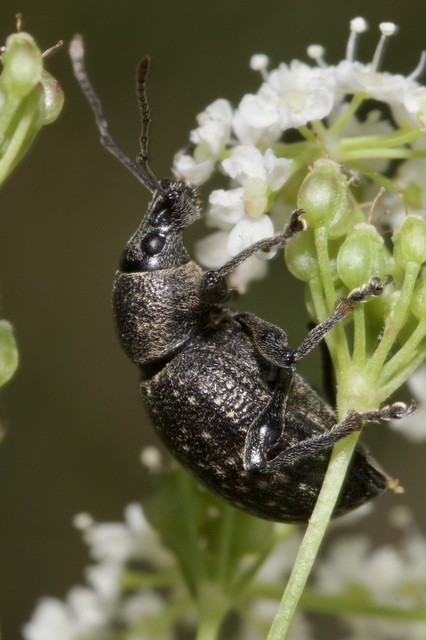Otiorhynchus multipunctatus - sokpontos gyalogormányos