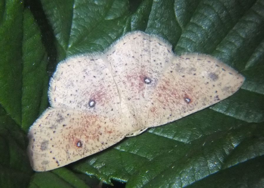 Cyclophora porata - körös pettyesaraszoló