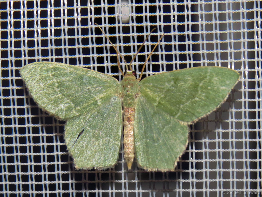 Hemithea aestivaria - nyír-zöldaraszoló