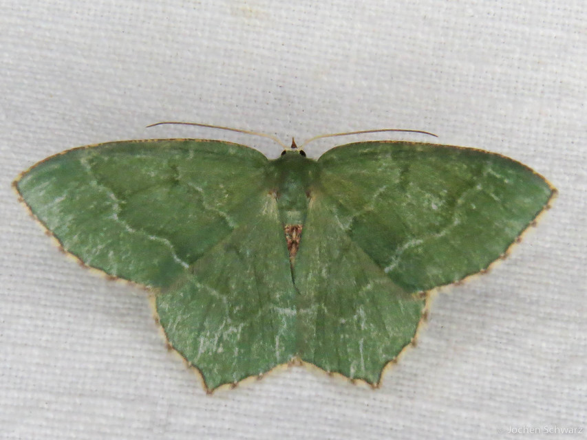 Hemithea aestivaria - nyír-zöldaraszoló