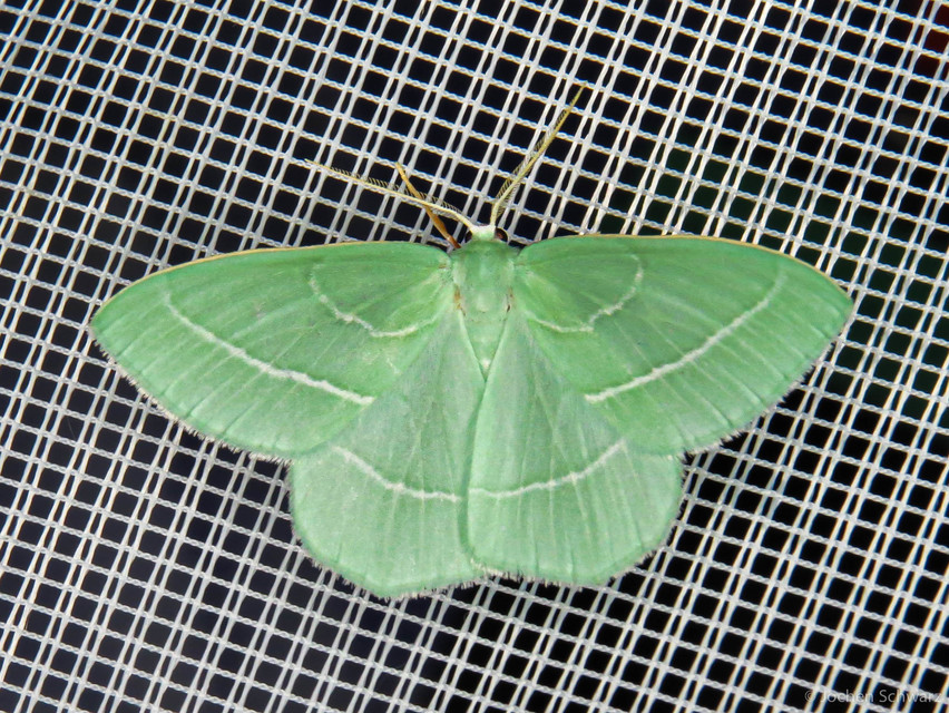 Hemistola chrysoprasaria - kékes zöldaraszoló