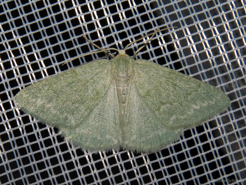 Pseudoterpna pruinata - hamvas zöldaraszoló