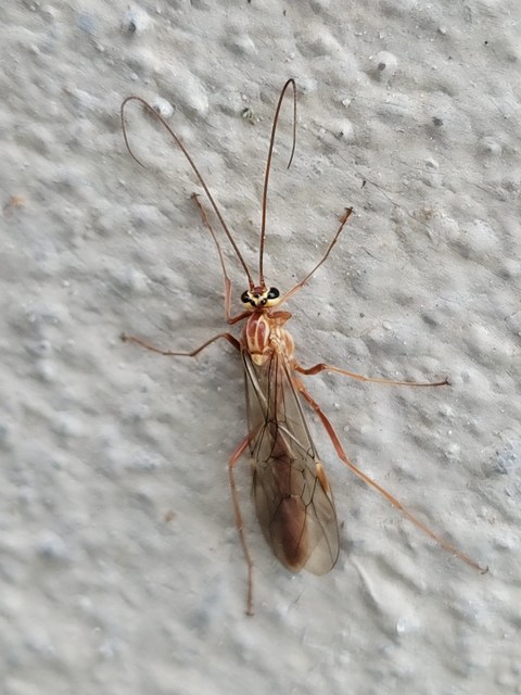 Ophion obscuratus