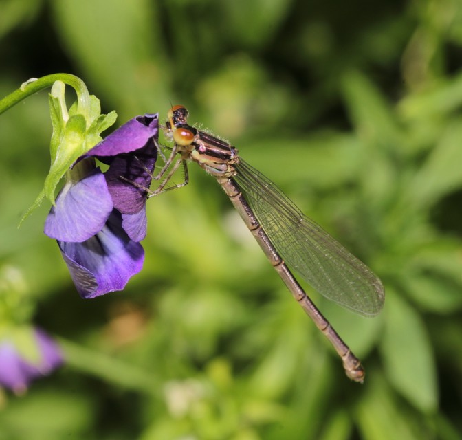 Erythromma viridulum - kis pirosszemű-légivadász