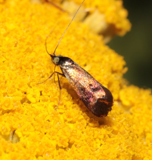 Nemophora