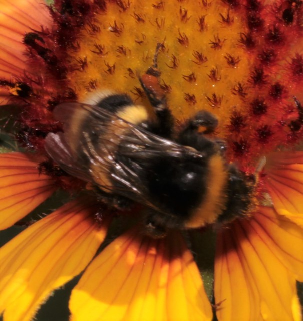 Bombus terrestris/lucorum