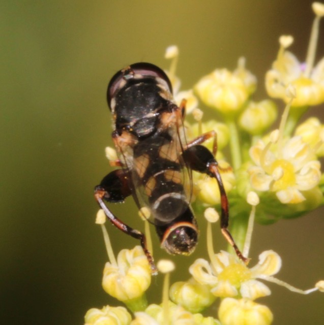 Syritta pipiens - zizegő comboslégy