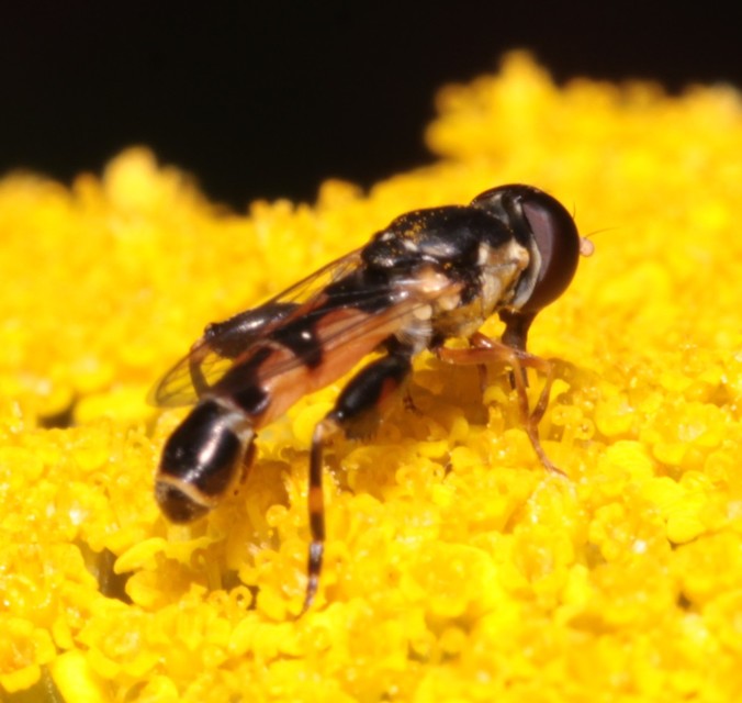 Syritta pipiens - zizegő comboslégy