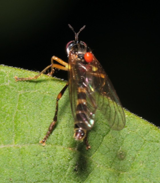 Dioctria