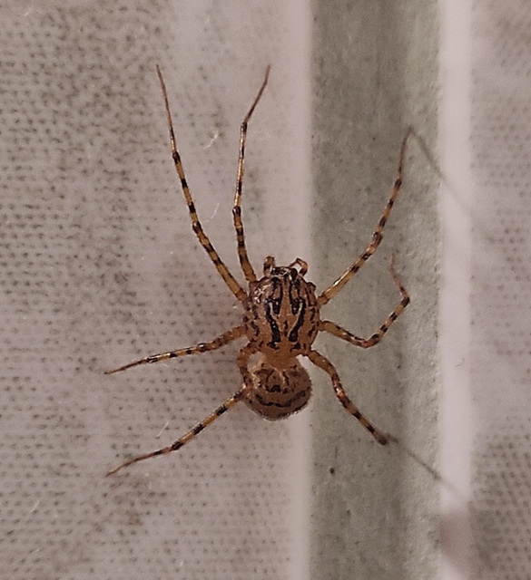 Scytodes thoracica - közönséges csupaszpók
