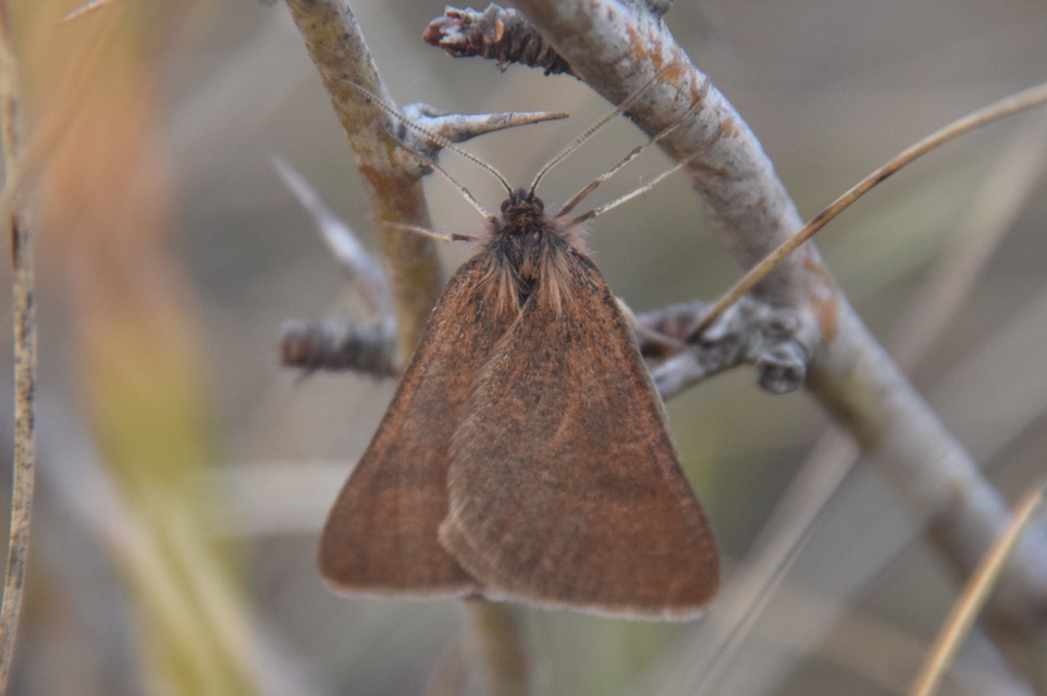 Lignyoptera fumidaria - füstös ősziaraszoló