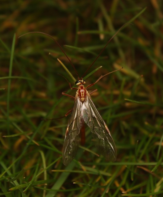 Ophion obscuratus