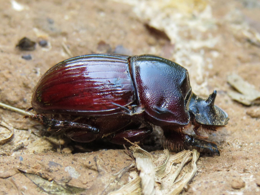 Copris lunaris - közönséges holdszarvú-ganéjtúró