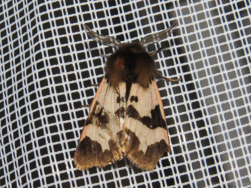 Watsonarctia deserta - tarka medvelepke