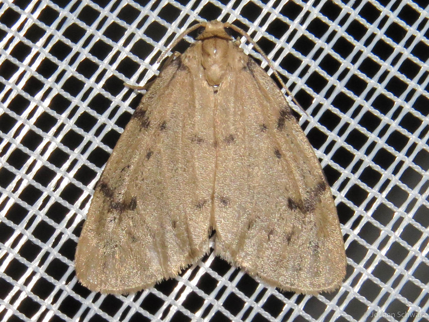 Paidia rica - májmoha-medvelepke