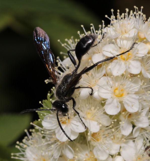 Isodontia mexicana - mexikói fűdarázs