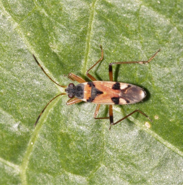 Beosus quadripunctatus - pettyes homokibodobács