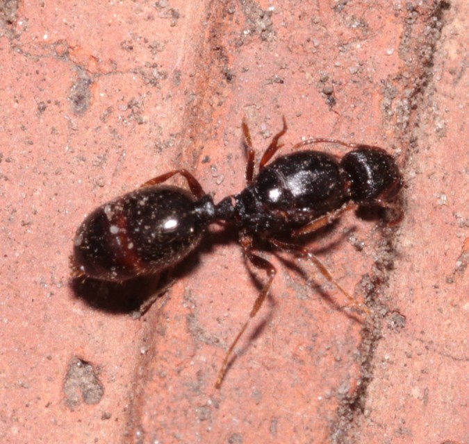 Tetramorium
