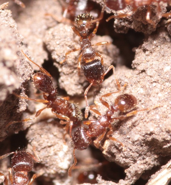 Tetramorium