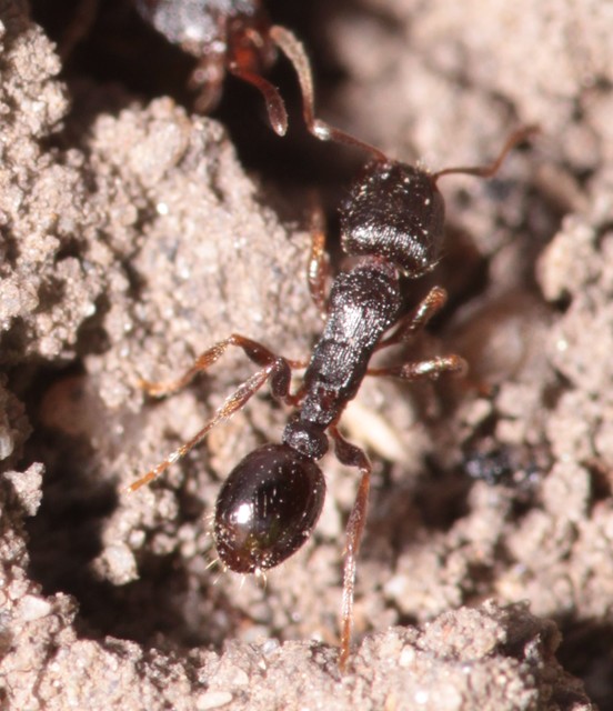 Tetramorium
