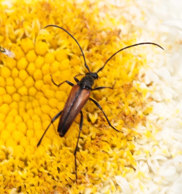 Stenurella melanura - feketevégű karcsúcincér