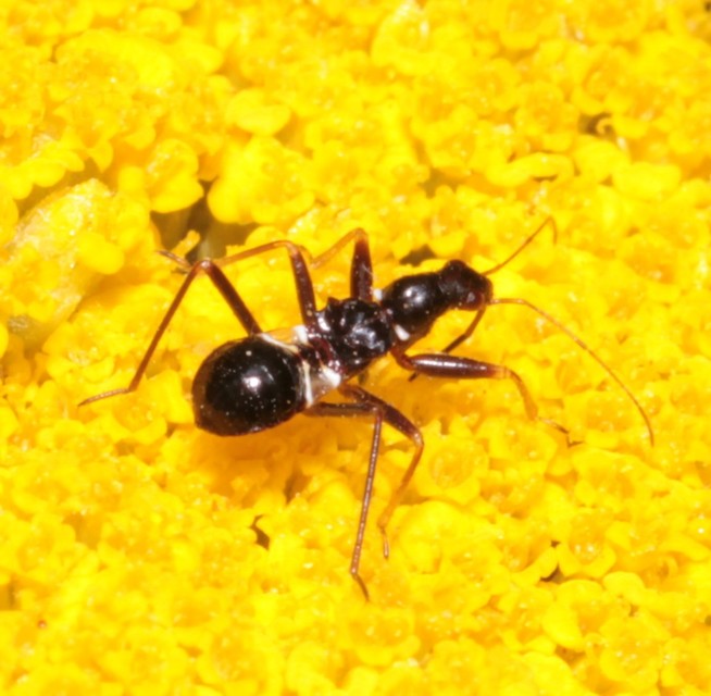 Himacerus mirmicoides - csalán-tolvajpoloska