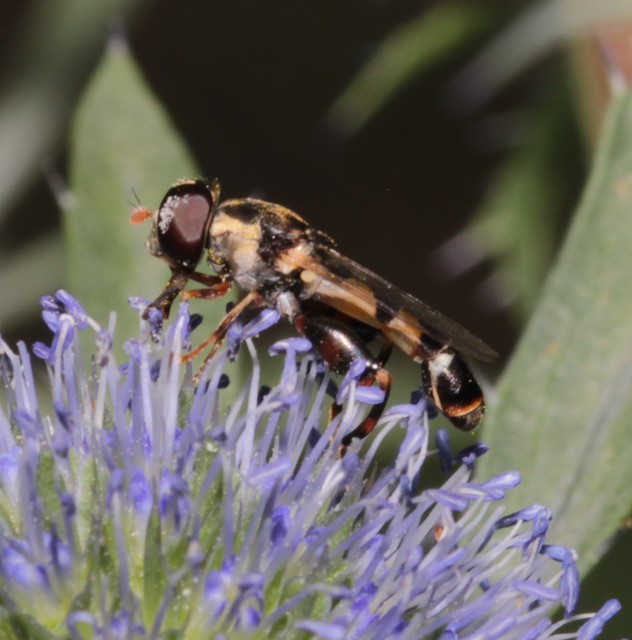 Syritta pipiens - zizegő comboslégy