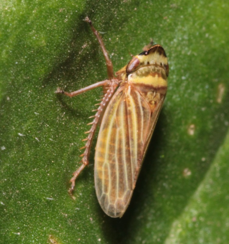 Aphrodes makarovi