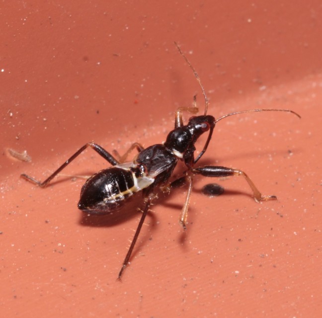 Himacerus mirmicoides - csalán-tolvajpoloska