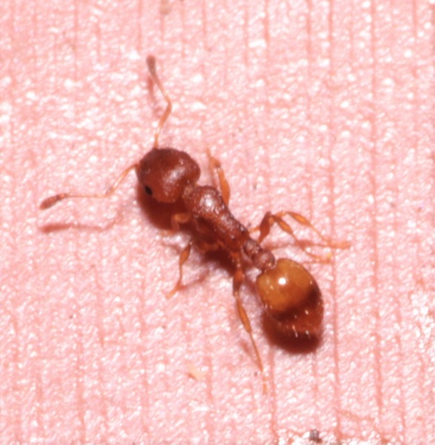 Temnothorax unifasciatus - gyűrűs kéreghangya