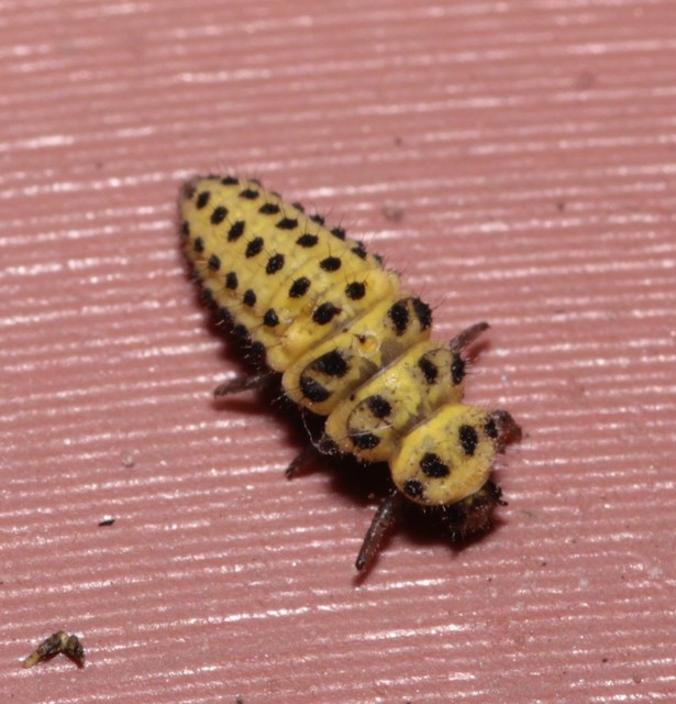 Psyllobora vigintiduopunctata - huszonkétpettyes katica