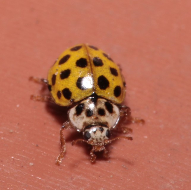 Psyllobora vigintiduopunctata - huszonkétpettyes katica