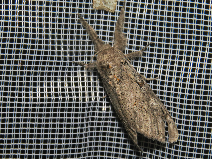 Gynaephora fascelina - vesszős szövő
