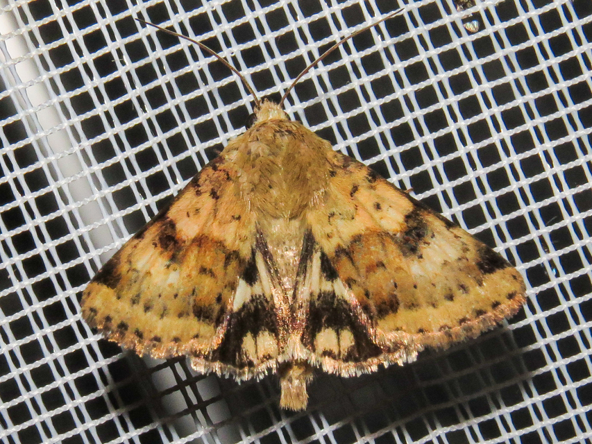 Heliothis viriplaca - mácsonyabagoly